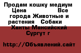 Продам кошку медиум › Цена ­ 6 000 000 - Все города Животные и растения » Собаки   . Ханты-Мансийский,Сургут г.